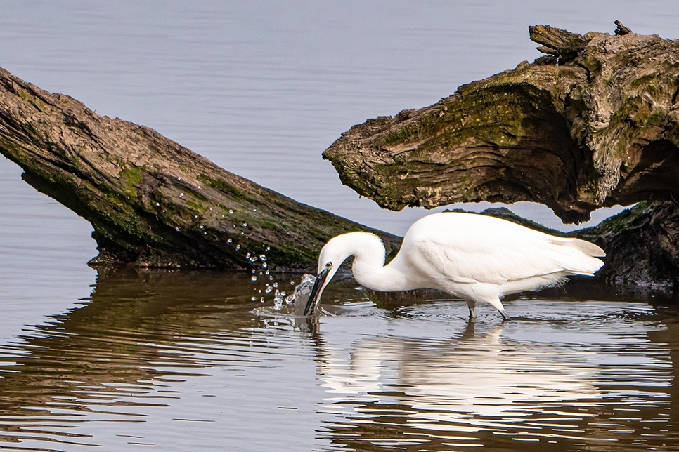 Little egret - Nov22 - Ian Henderson (1) 966x644.jpg